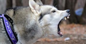 Are Siberian Huskies Aggressive Dogs?