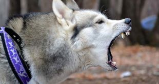 Are Siberian Huskies Aggressive Dogs?