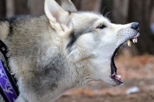 Are Siberian Huskies Aggressive Dogs?