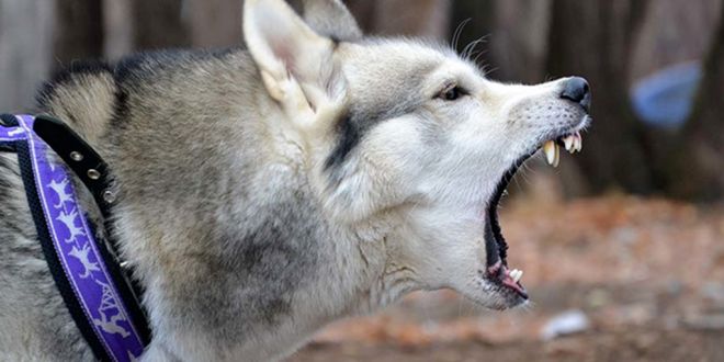 are siberian huskies on the dangerous dog list