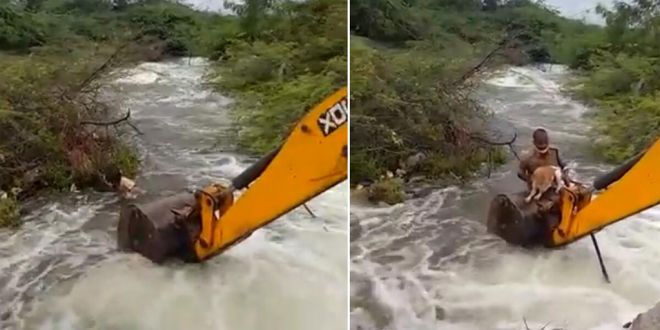 Telangana Home Guard Risks Life to Save Dog Stuck in Overflowing Stream
