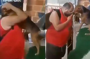 Pet Dog Greets his Hooman with a Hug in Adorable Viral Video