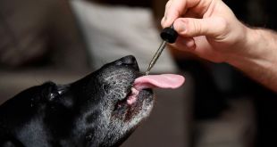 How to give your Dog CBD Oil?