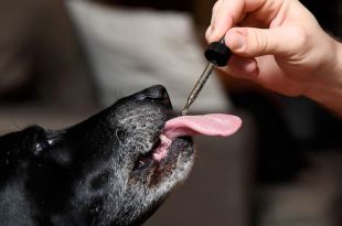 How to give your Dog CBD Oil?
