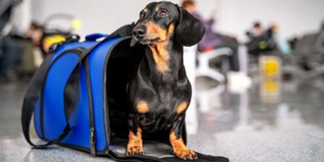 Top 11 Must Have Pet Essentials Not To Miss. And, #4 Is Most Important
