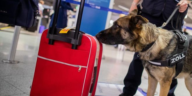 COVID-19 Dogs Introduced at Helsinki to Identify Infected Passengers