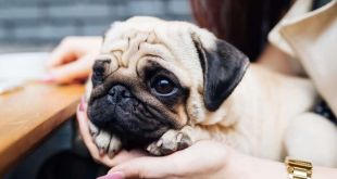 What are the Pros and Cons of Owning a Pug-Dog?