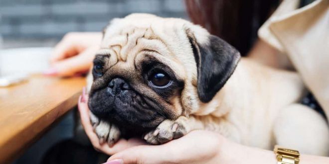 What are the Pros and Cons of Owning a Pug-Dog?