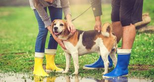 How To Take Care of Pet Dogs During Rainy Season