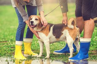 How To Take Care of Pet Dogs During Rainy Season