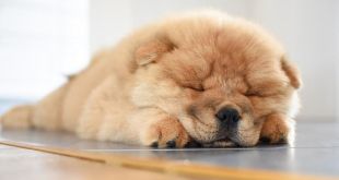 Lazy Dog Breeds That Can Be Left Alone