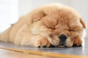 Lazy Dog Breeds That Can Be Left Alone
