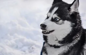 are alaskan huskies aggressive