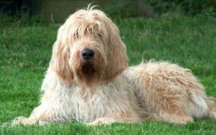 7 Lazy Dog Breeds That Can Be Left Alone - DogExpress