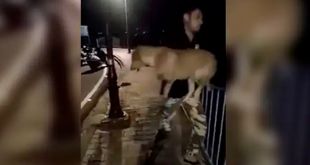 In Bhopal Man Throws Dog into Lake Video goes Viral