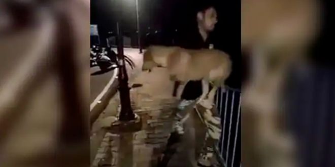 In Bhopal Man Throws Dog into Lake Video goes Viral