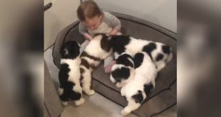 Toddler Bursts into Laughter After getting ‘Attacked’ by Puppies