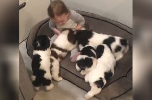 Toddler Bursts into Laughter After getting ‘Attacked’ by Puppies