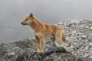 Researchers use Genomics to Discover an Ancient Dog Species that may Teach us about Human Vocalization