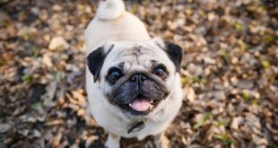 5 Things You Should Know About Getting a Pug Dog8