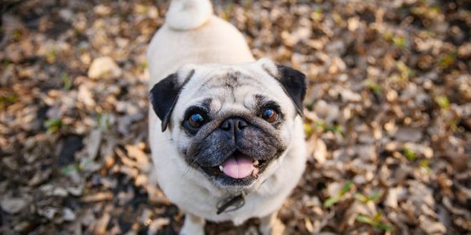 5 Things You Should Know About Getting a Pug Dog8