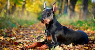 5 facts you should know about Doberman