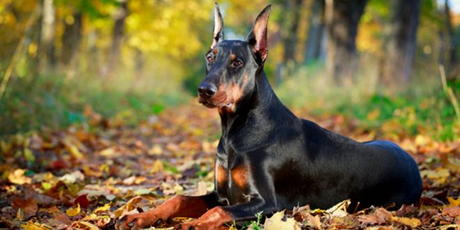 5 facts you should know about Doberman