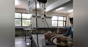 Blood bank for dogs established in Punjab's Ludhiana, first in north India