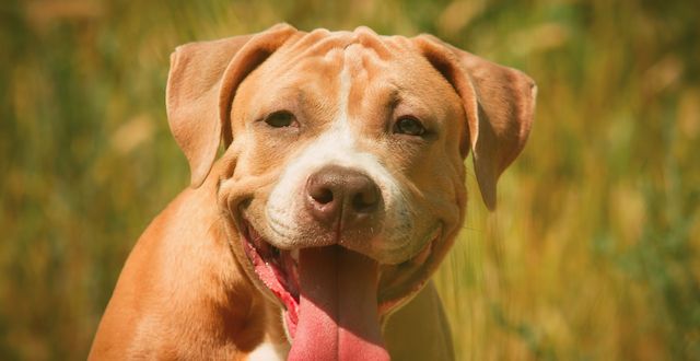 Pit Bull Dog Breed Types: Characteristics and Differences