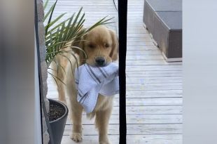 This Golden Retriever keeps Stealing the Dish Towel. It’s both Silly and Adorable