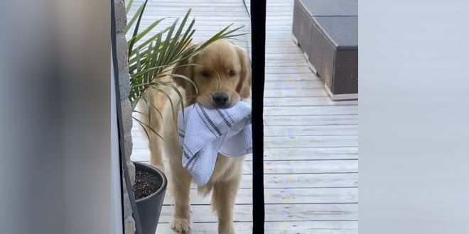 This Golden Retriever keeps Stealing the Dish Towel. It’s both Silly and Adorable