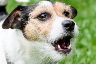 How to get your Dog to Stop Barking?