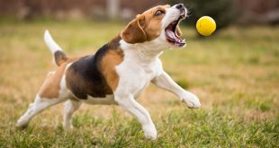 How to Teach your Dog to Fetch Perfectly?