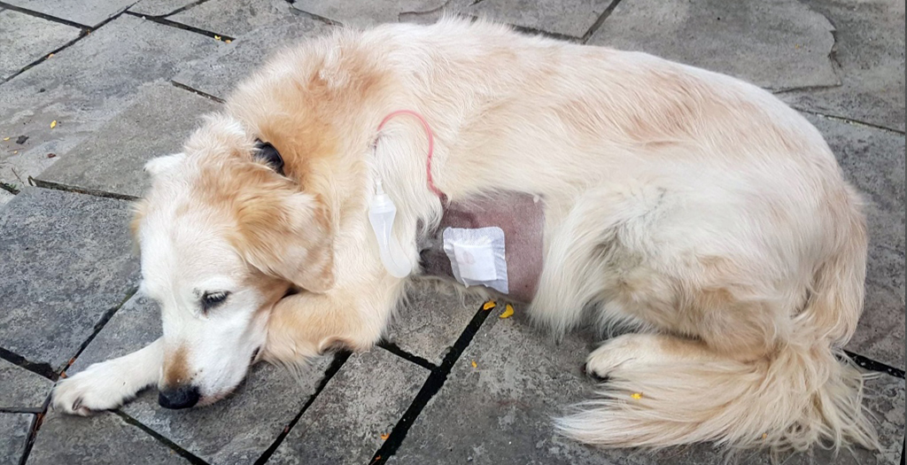 Dog Owners Search for Accountability after Golden Retriever Attacked at Vaughan Park in Toronto