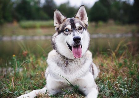 are siberian husky the most intelligent dogs