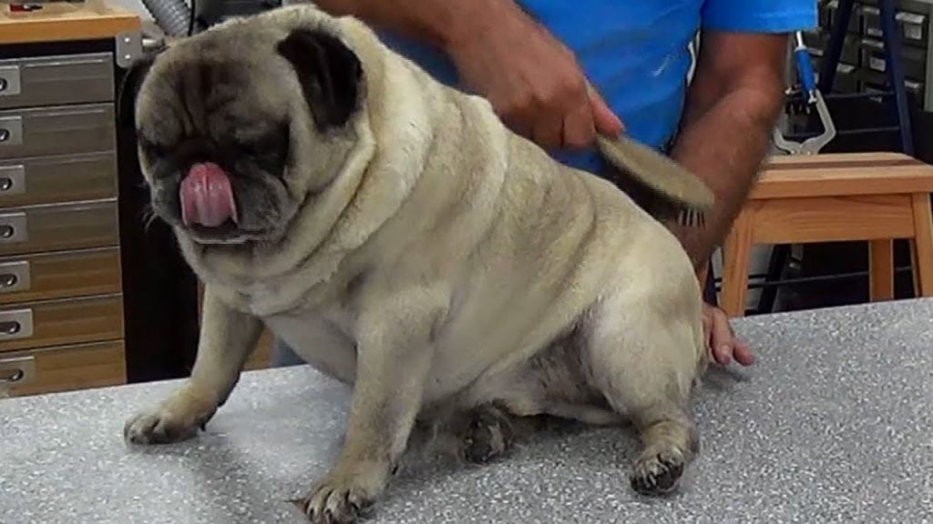 5 Things You Should Know About Getting a Pug Dog | DogExpress