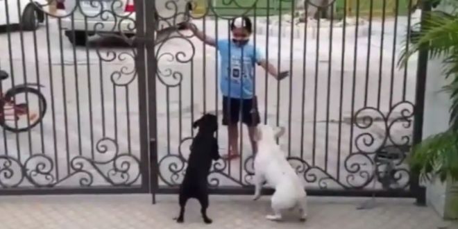 Boy Does Bhangra In Front Of Dogs. Their Reaction Is Hilarious