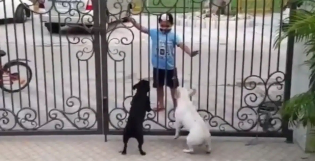 Boy Does Bhangra In Front Of Dogs. Their Reaction Is Hilarious