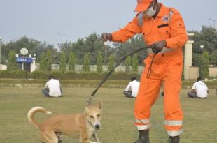 NDRF Trains First lot of Stray Dogs as Search, Rescue Specialists