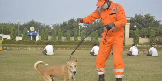 NDRF Trains First lot of Stray Dogs as Search, Rescue Specialists