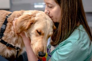 Service Dog Duo Starts Work at Children's Hospital, Get a Look at Their First Week on the Job