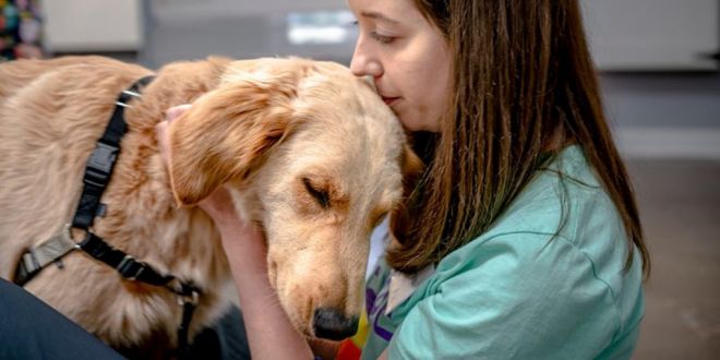 Service Dog Duo Starts Work at Children's Hospital, Get a Look at Their First Week on the Job
