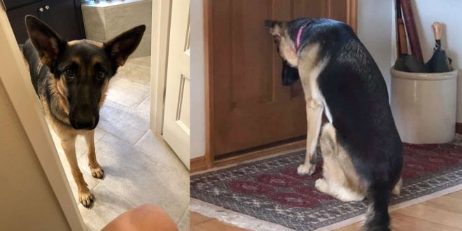 Loyal Dog Patiently waits by the Door for her Dad to Return from Hospital