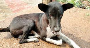 In kadaba more Dogs getting Afflicted by Brain Fever