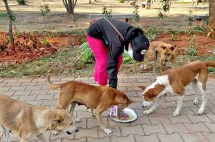 PFA Cracks down on Illegal Dog Breeding in Mysuru