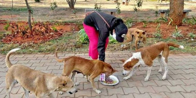 PFA Cracks down on Illegal Dog Breeding in Mysuru