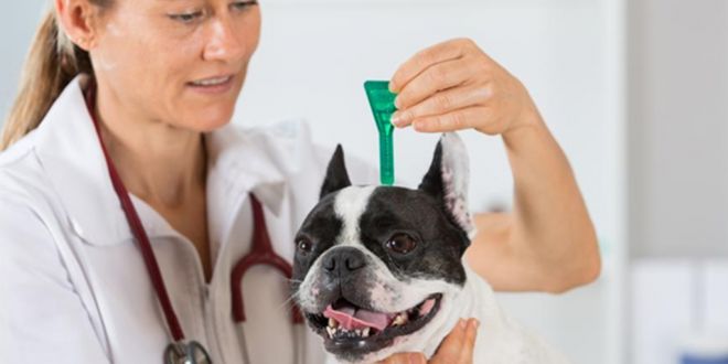 Deworming Puppies How Long Does It Take Deworming Puppies What To
