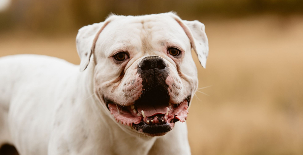 free dog adoption in greater noida