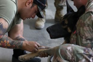 US Military Dogs in Iraq now have their own Mobile Blood Bank