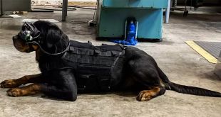 US Military Dogs to Get AR Goggles for Better Communication